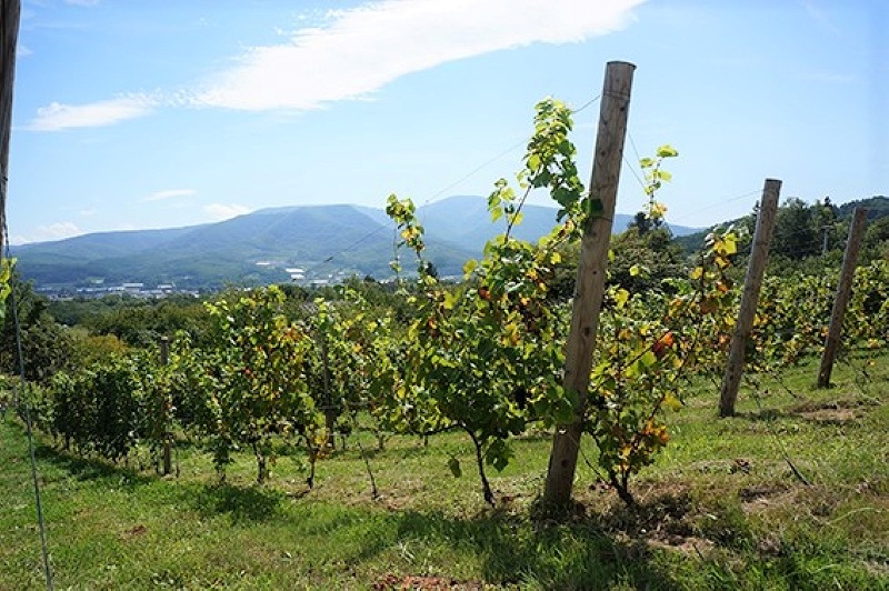 ワイナリー「ヴイニャ デ オロ ボデガ」のヴィンヤード