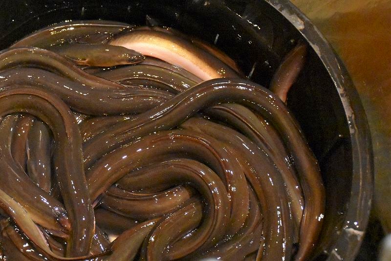「うなぎ かどわき」のウナギ