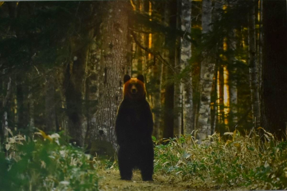 芸術の秋・阿寒アートギャラリーを訪ねて　大自然と野生動物の息づかいに触れる〈編集長☆発〉