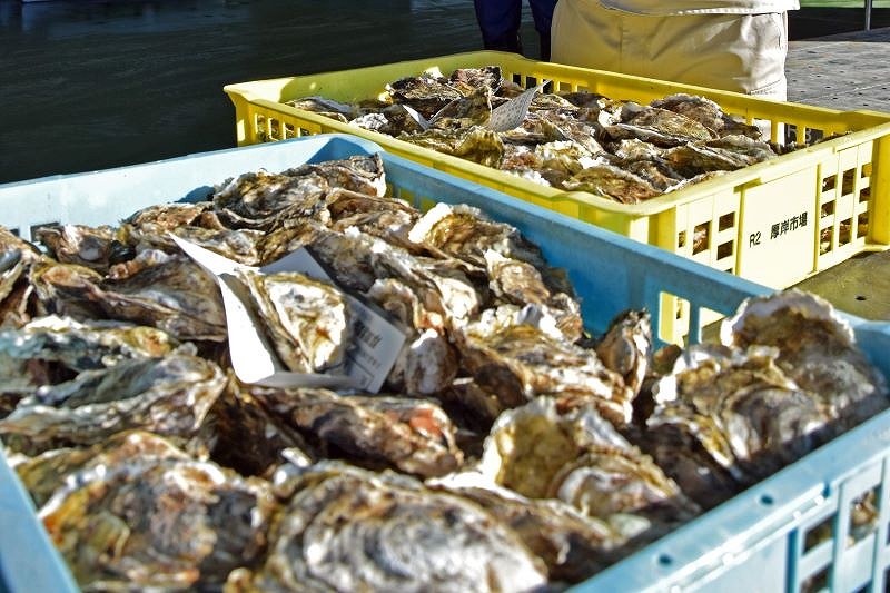  〈これが旬！〉厚岸産カキ　身入りヨシ＊養殖研究しブランド化