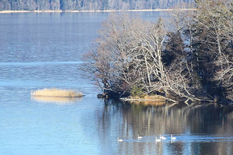 朝の阿寒湖の水面を泳いでいく白鳥たち