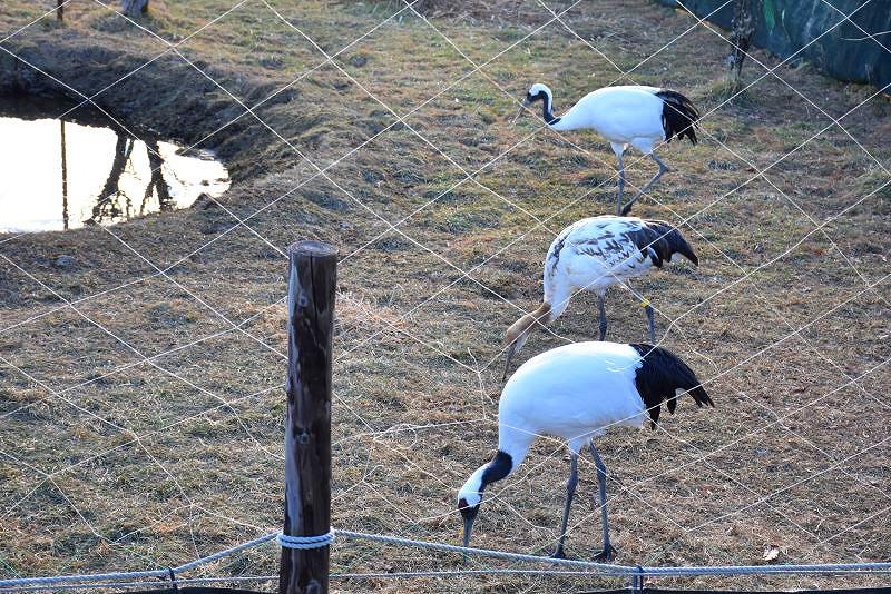 ツルセンターで餌をついばむツル３羽。中央が２０年ぶりに生まれたヒナの「ヒナタ」