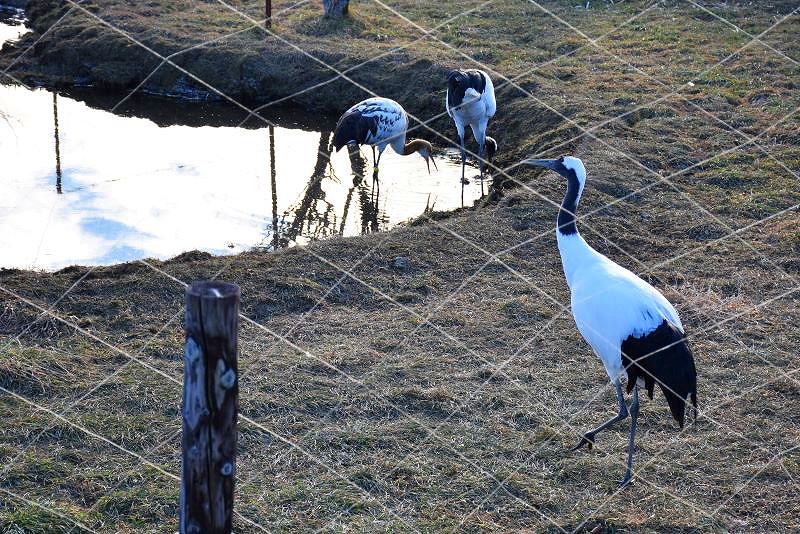 親子３羽で仲良く餌をついばむツル