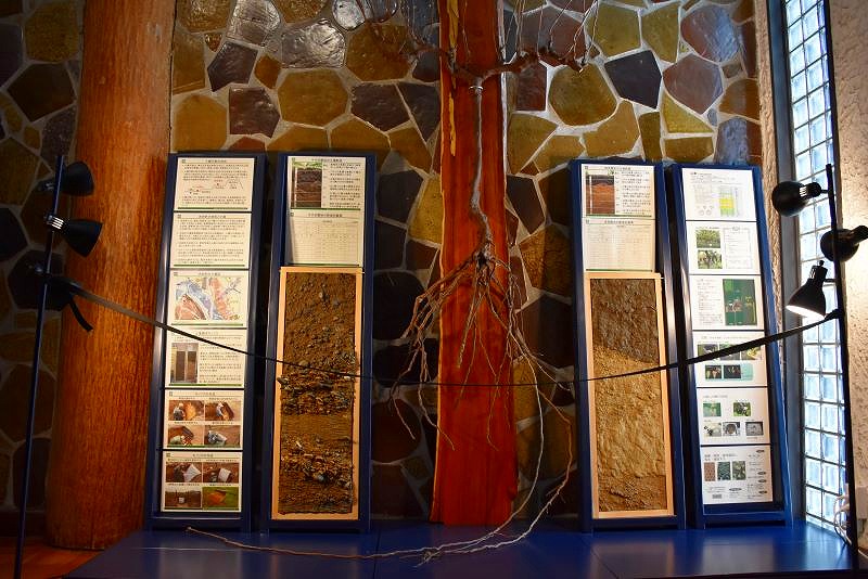 ワイン城に展示されているブドウの樹