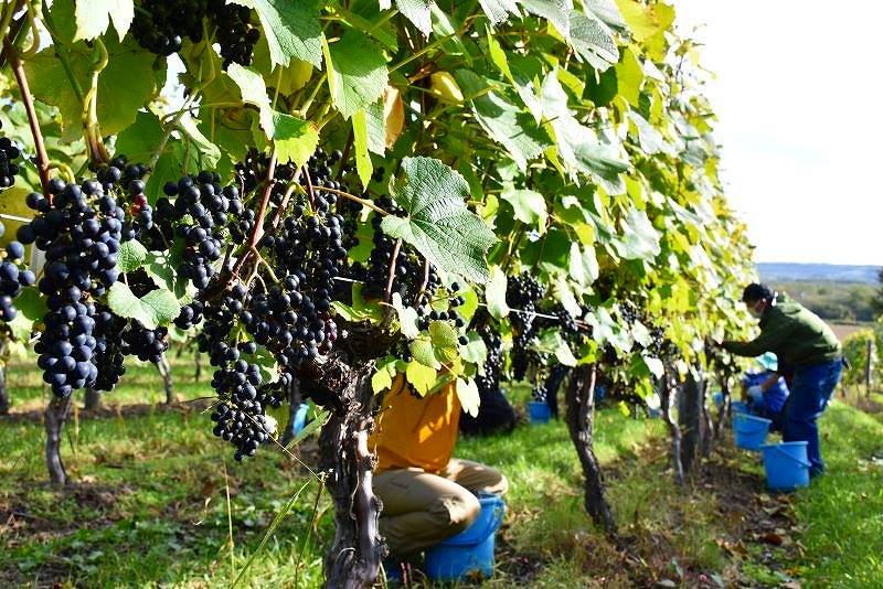 山幸の収穫風景