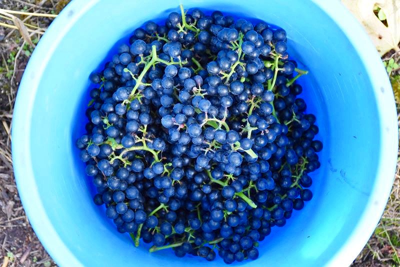 バケツに入ったワイン用ブドウ。