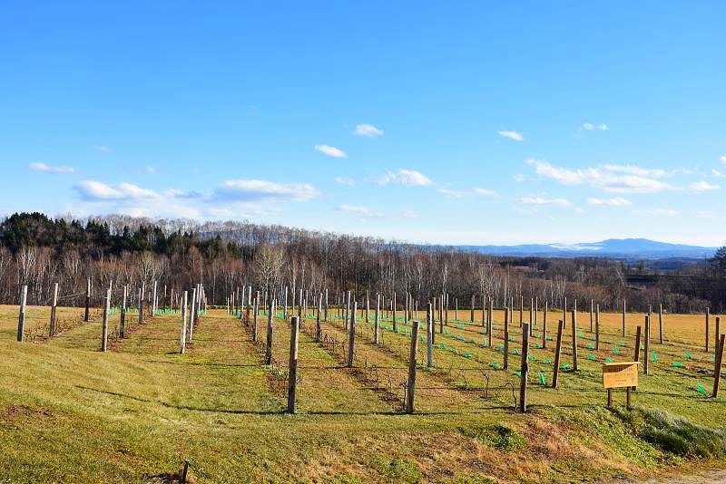 ワイナリーの横にある小規模なブドウ畑