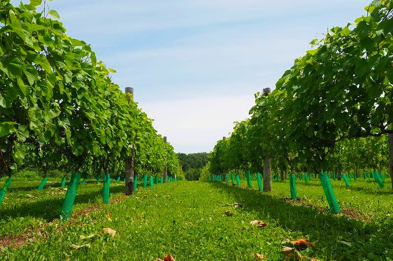 ワイナリーから少し離れた場所にあるヴィンヤード