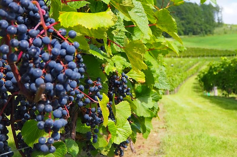 ヴィンヤードで果実をつけたブドウ
