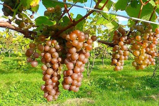 たわわに実った白ワイン用ブドウ「銀河」