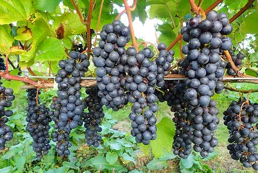 たわわに実った赤ワイン用ブドウ「未来」