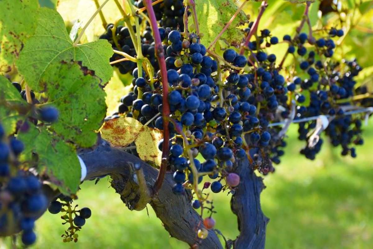 ワイン王国・北海道！成長の陰に「山幸」あり〈山﨑編集長☆発〉