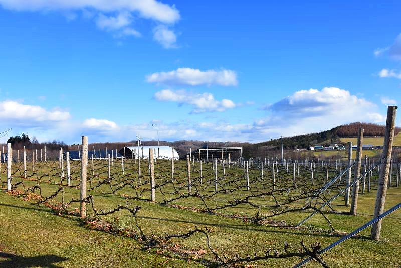 収穫が終わった、ボス.アグリ.ワイナリーのブドウ畑