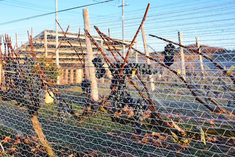 12月に入っても未収穫のまま畑に残るアイスワイン用のブドウ