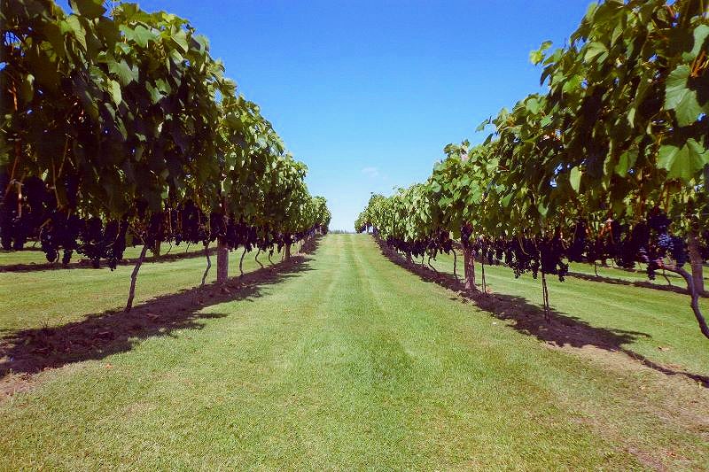 たわわにブドウが実る、ボス.アグリ.ワイナリーのブドウ畑