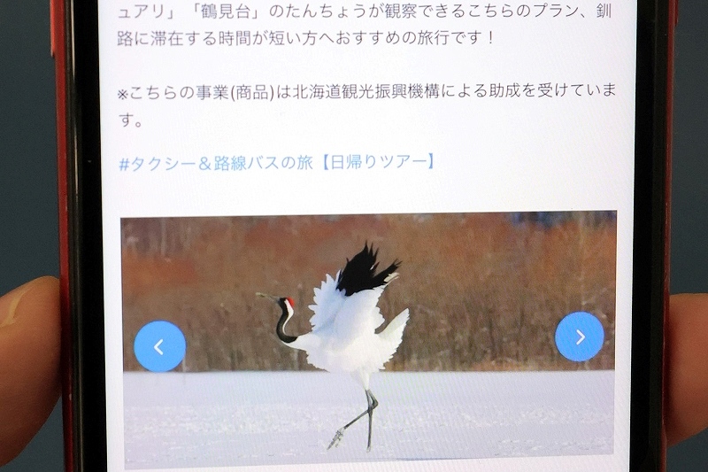 タンチョウ観察　バス＆タクシー＊業者連携　鶴居へ日帰りツアー