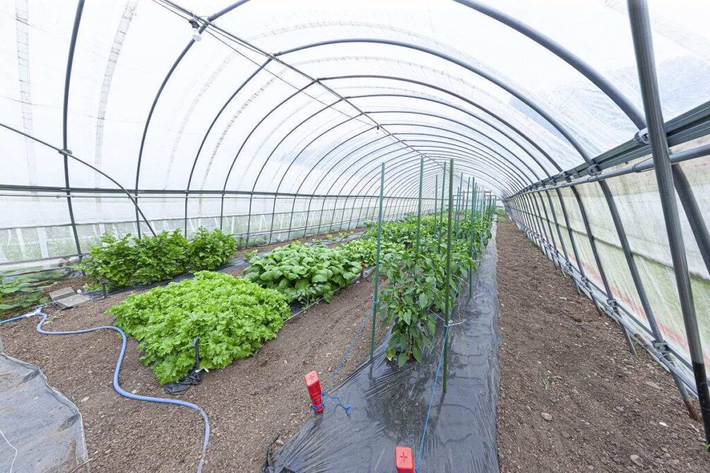 収穫体験ができるビニールハウス