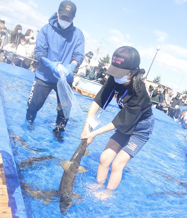「雄武の宝うまいもんまつり」の名物イベント「鮭のつかみ取り」