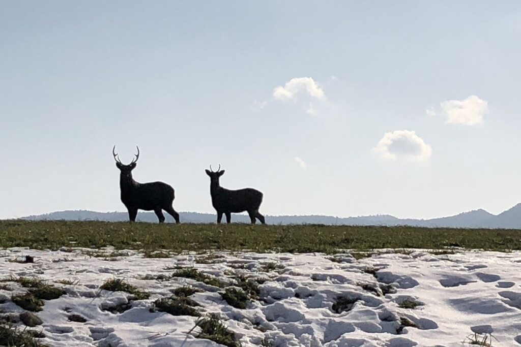 雄武町の大自然の中に現れるエゾシカ