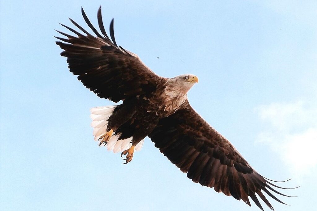 大空へと羽ばたくオジロワシ