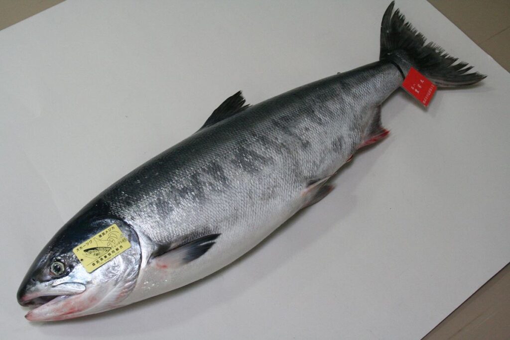 上品な脂の、雄武町産「メジカ」