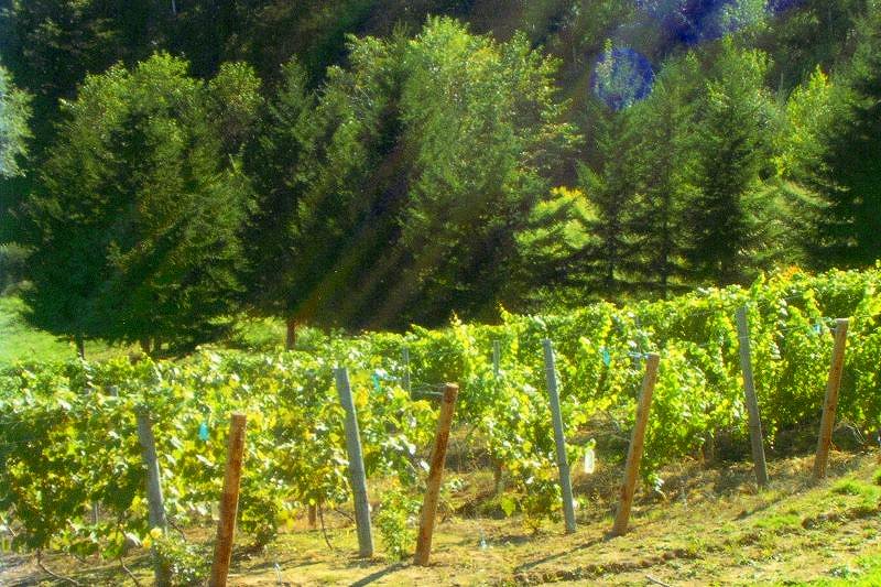 緑がまぶしいヴィンヤード