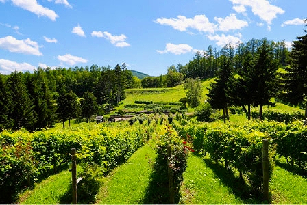 藤野の丘陵地帯にあるヴィンヤード