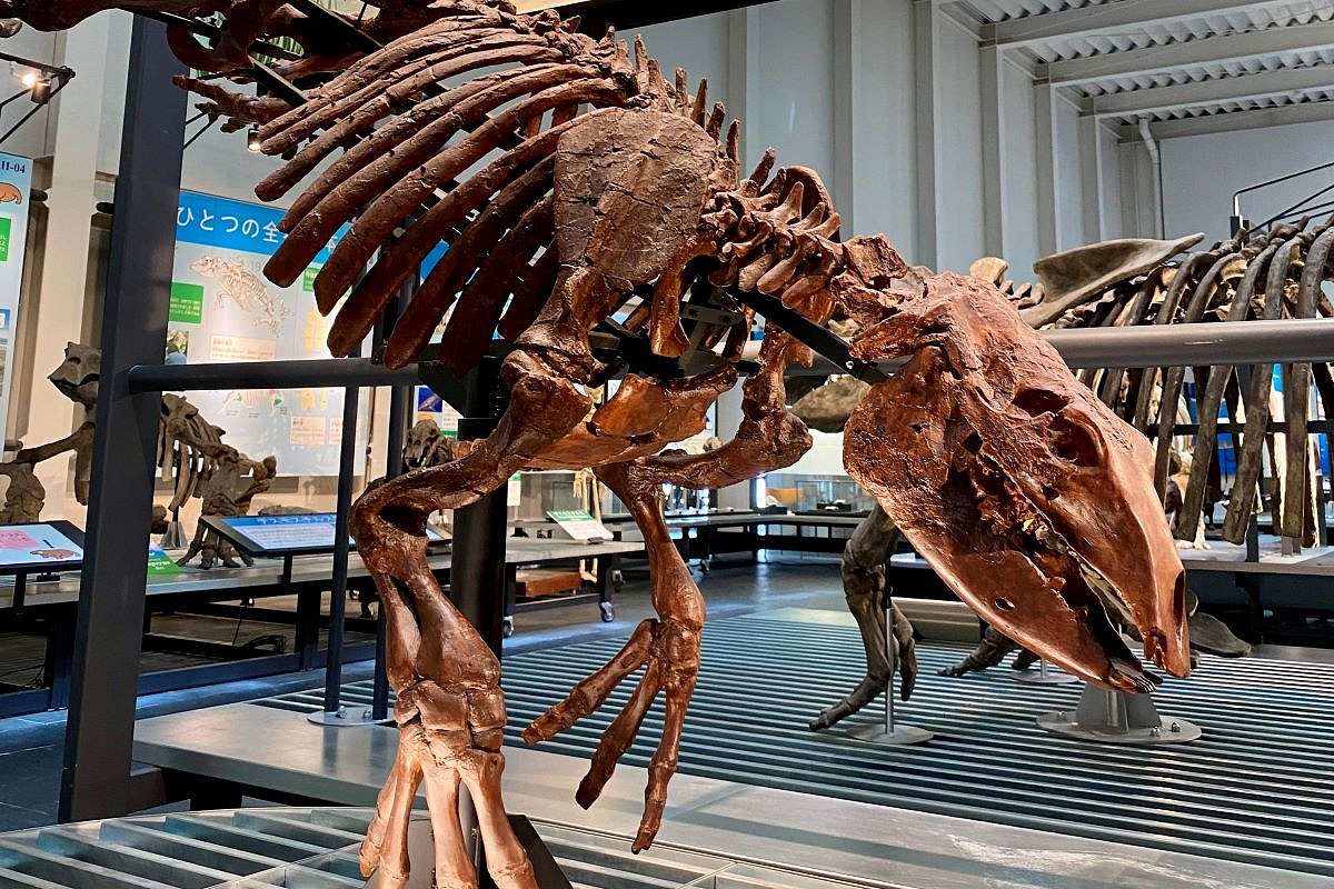 足寄町観光を楽しむ！地元おすすめ10のポイント㊦化石博物館や親子で楽しむ公園、雲海に泊まる＜北海道まち巡り＞