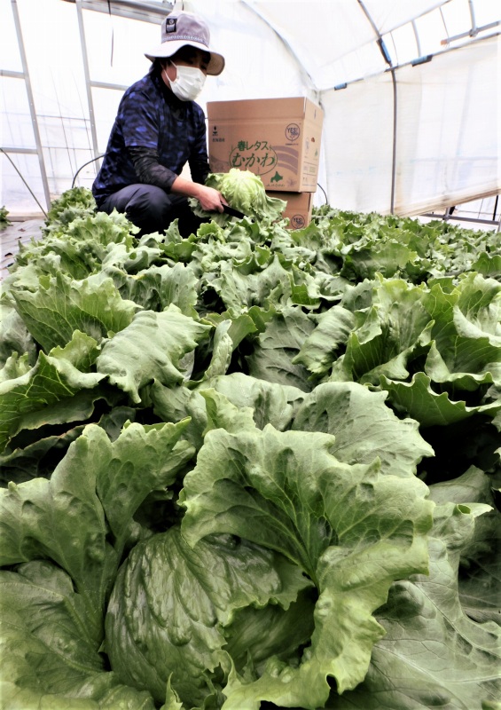 みずみずしく育った春レタスを収穫する長谷川博章さん＝むかわ町