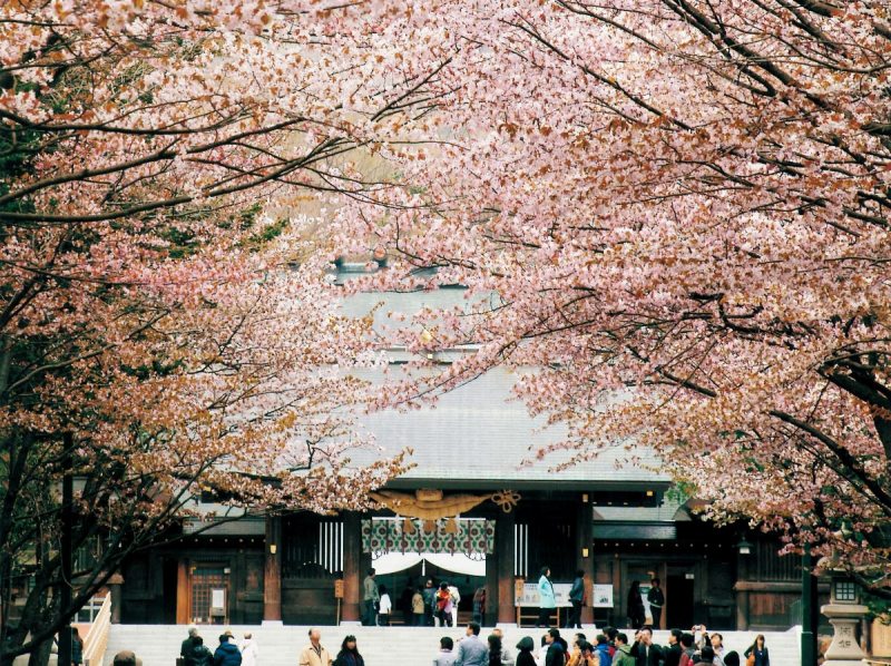 北海道神宮＆円山公園でお花見を！ 2023 桜の開花情報 ＜５/８最終更新＞