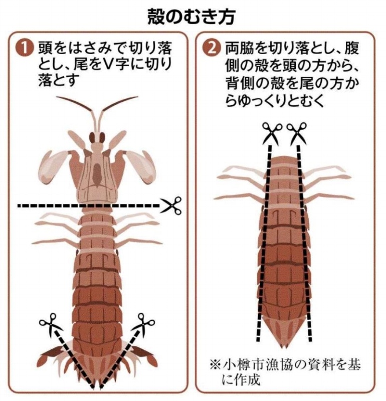 シャコの殻のむき方