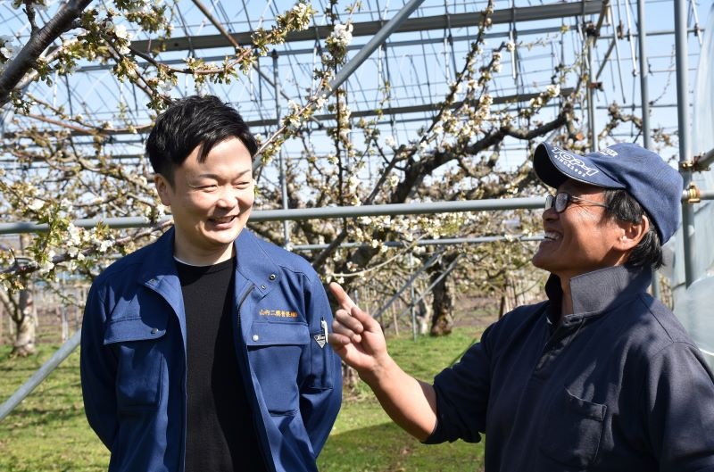 仁木のサクランボ　全国ＰＲ＊余市の山内二興青果　ＣＦ挑戦＊収穫２４時間以内に発送