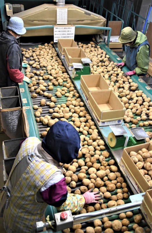 今金町農協の選果場で選別される今金男しゃく＝２０２２年１０月