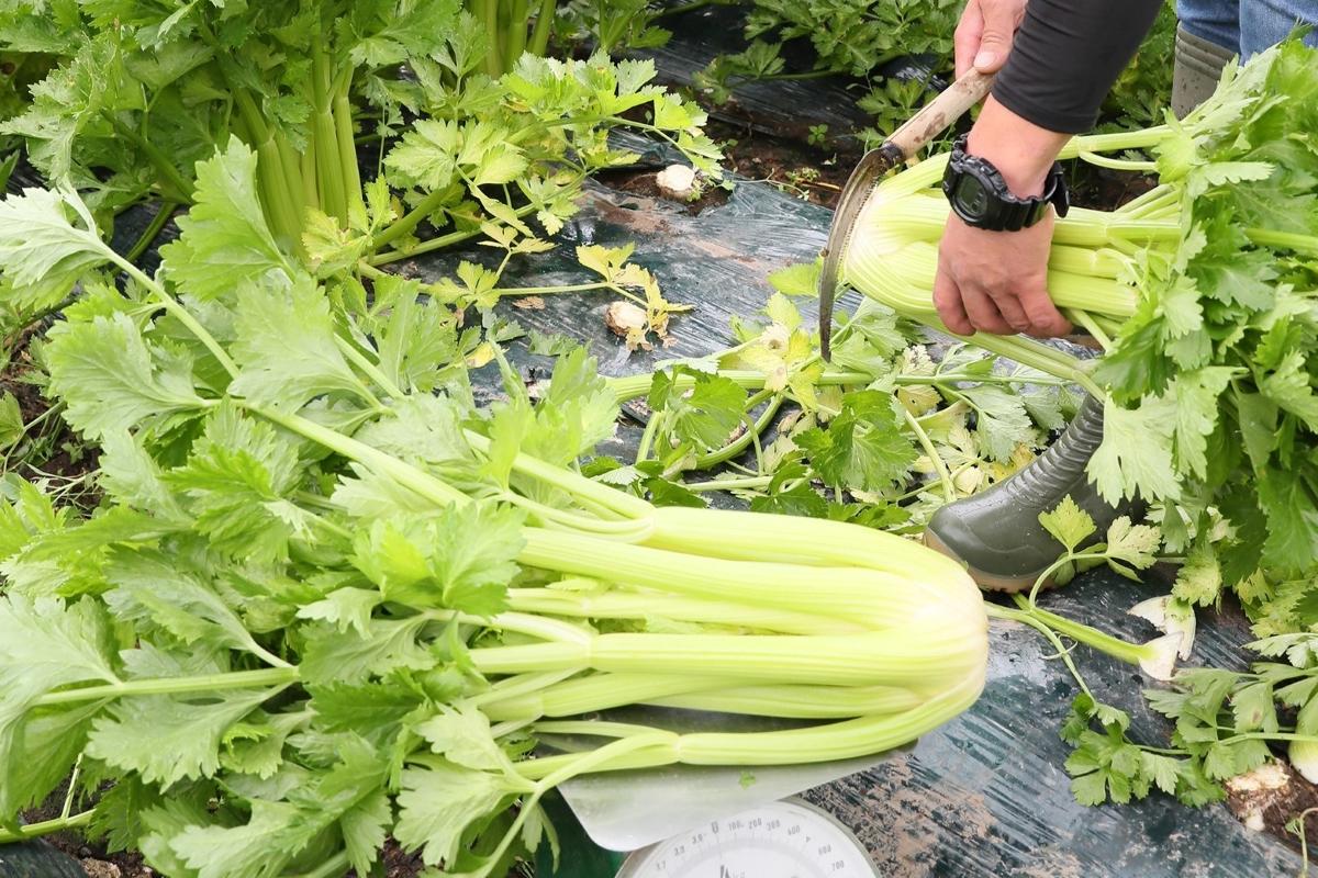 〈これが旬！〉セロリ　沢水でみずみずしく＊収獲ピーク　胆振管内洞爺湖町＊寒さ暑さに弱い…細かく温度調節
