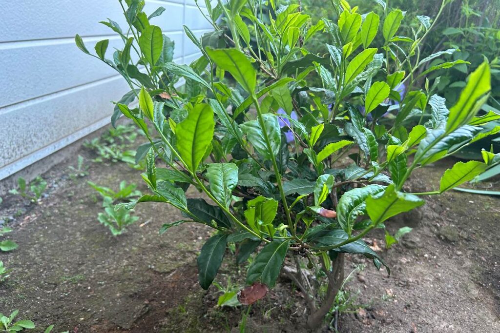 「茶楽逢」の店の裏で育っているお茶の木