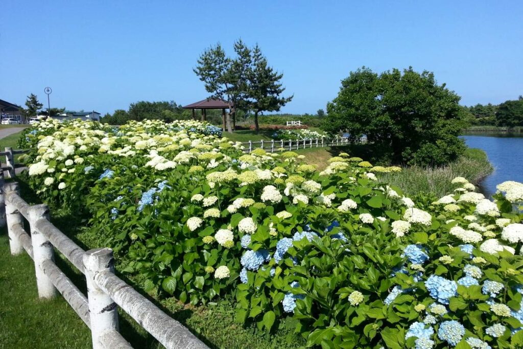 ひょうたん沼公園を彩る花々