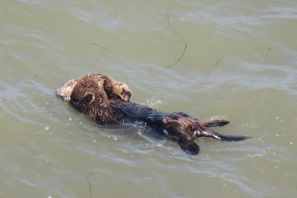 クローズアップした、海で泳ぐラッコの親子