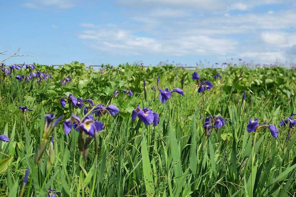 原生花園あやめヶ原の一面に咲くヒオウギアヤメ