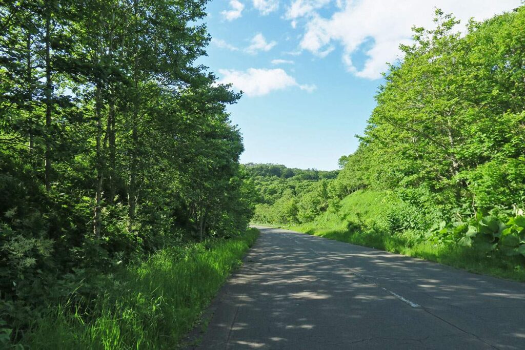 緑がこんもりと茂る海岸線の道路