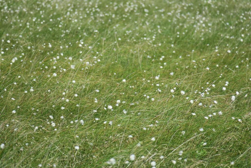 風に揺れるフワフワとしたワタスゲの真っ白い綿毛