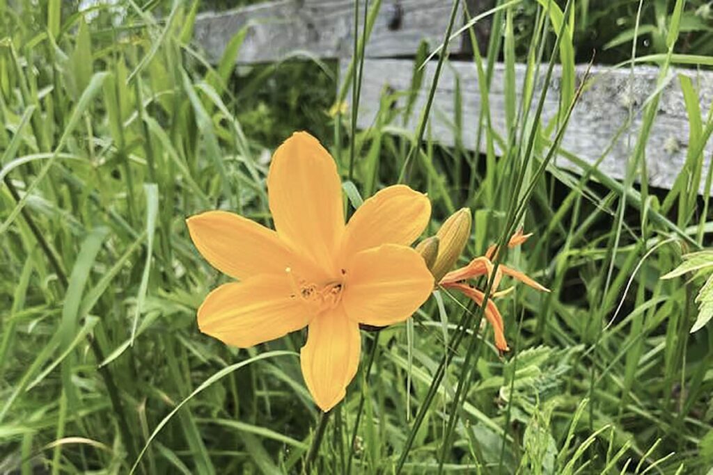 エゾカンゾウの花