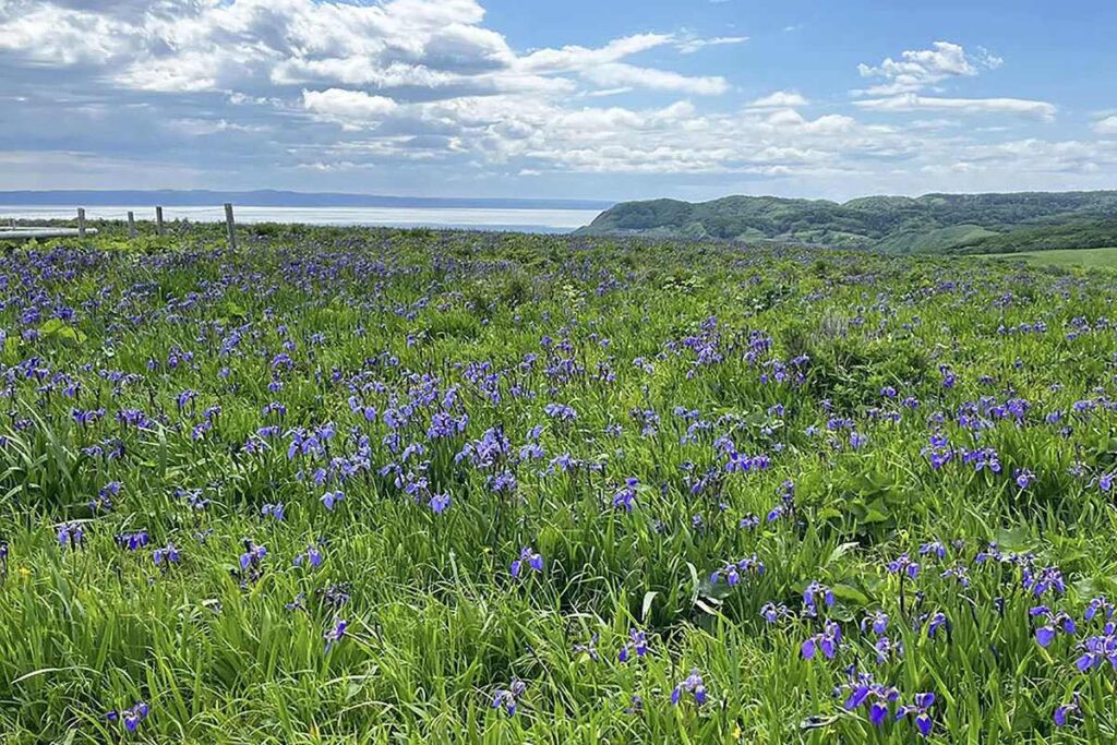 原生花園あやまヶ原に広がるヒオウギアヤメの大パノラマ