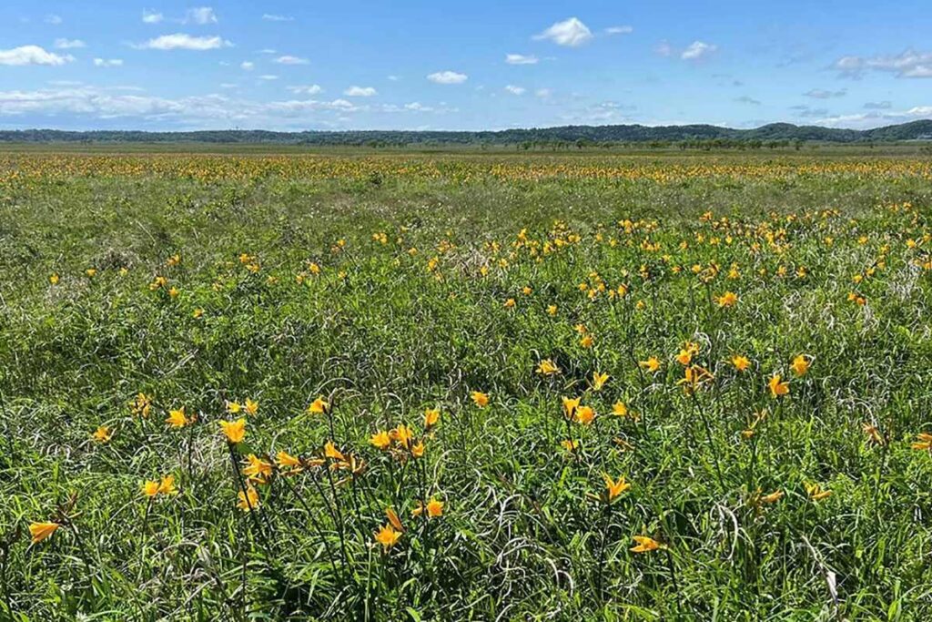 木道を歩きながら眺めることができるエゾカンゾウの群生