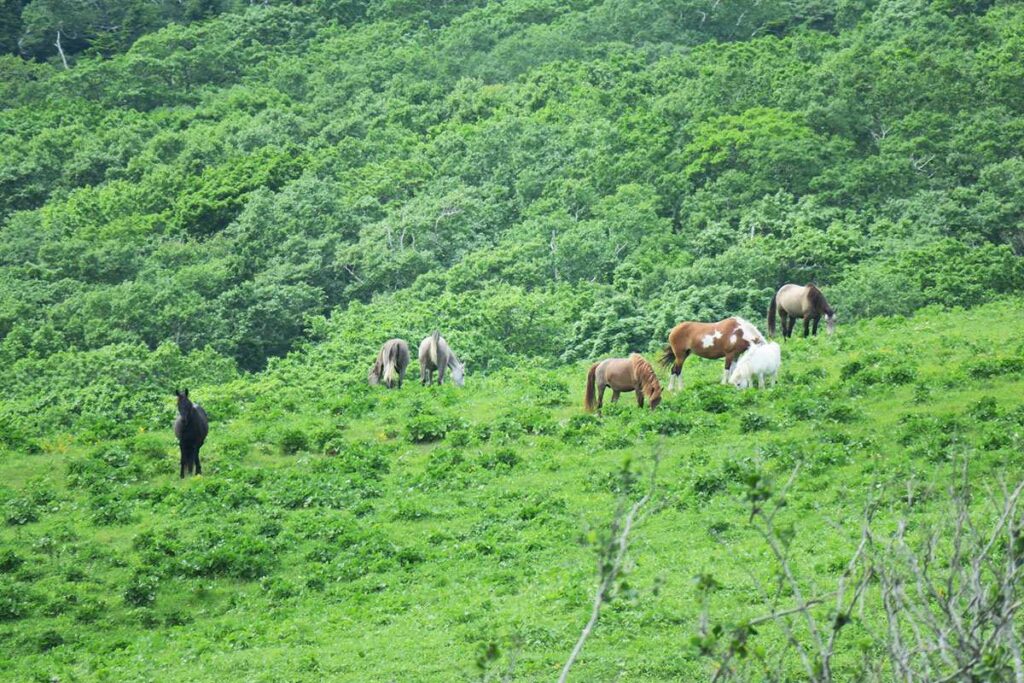 のんびり草を食む放牧された馬たち