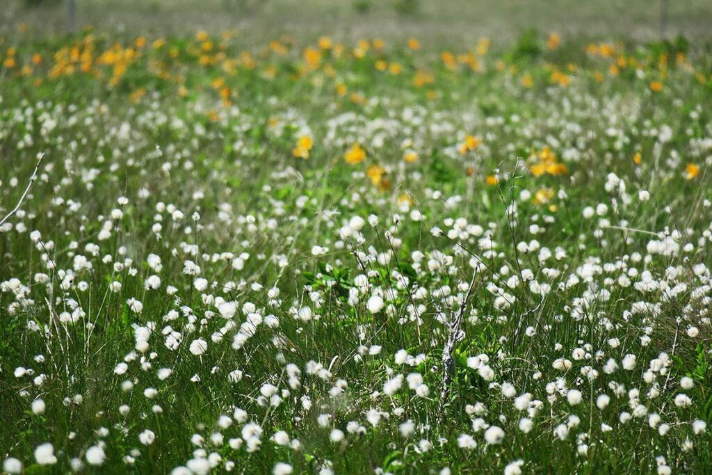 ワタスゲとエゾカンゾウの群生