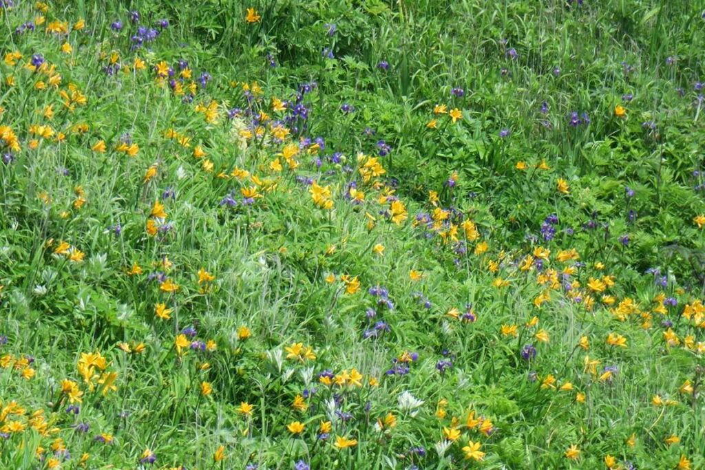 霧多布岬に咲いているエゾカンゾウ