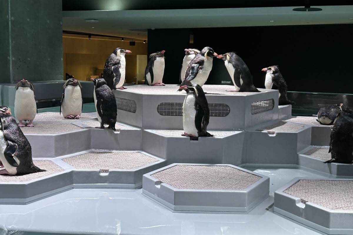 まちなかの水族館　生命感じて　「ＡＯＡＯ　ＳＡＰＰＯＲＯ」先行公開