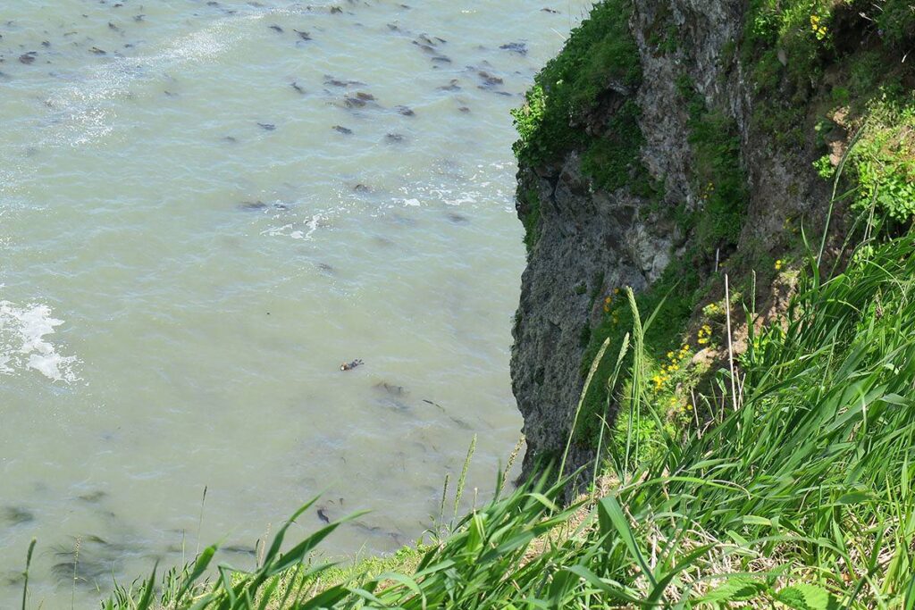 ラッコの親子が泳ぐ海