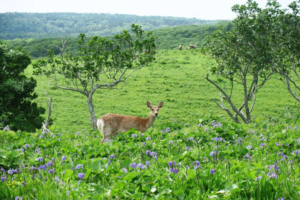 ひょっこり現われたエゾシカ