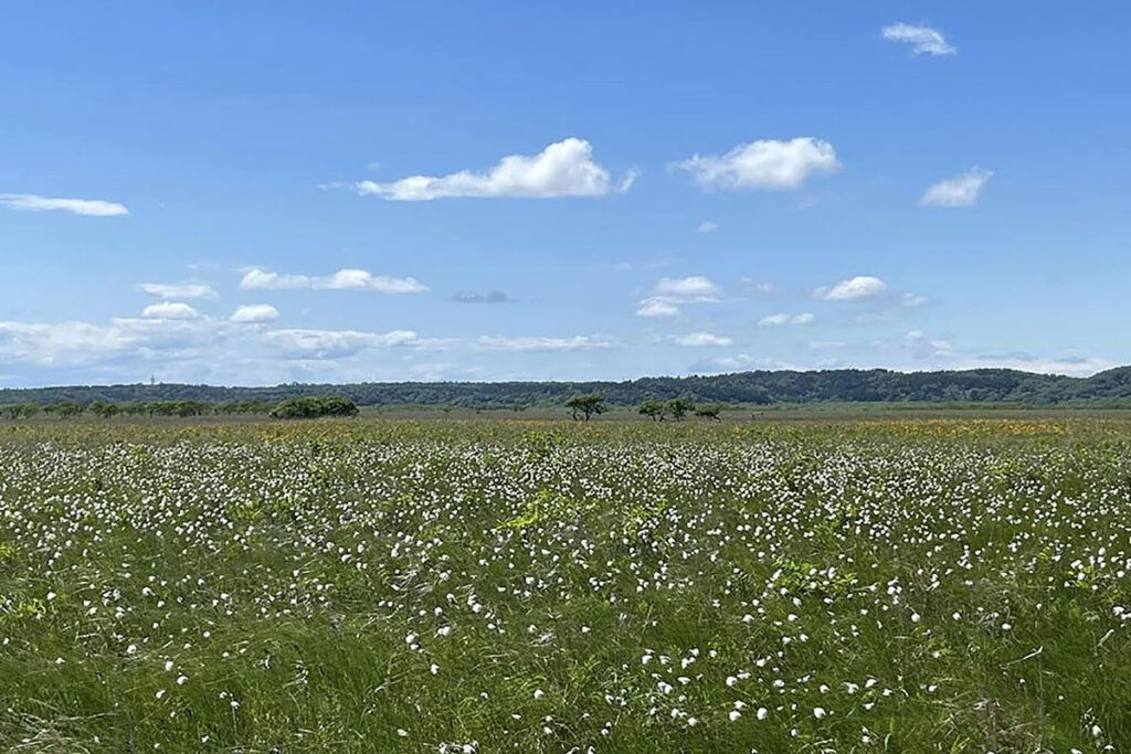 一面にワタスゲが広がり、星をちりばめたような草原